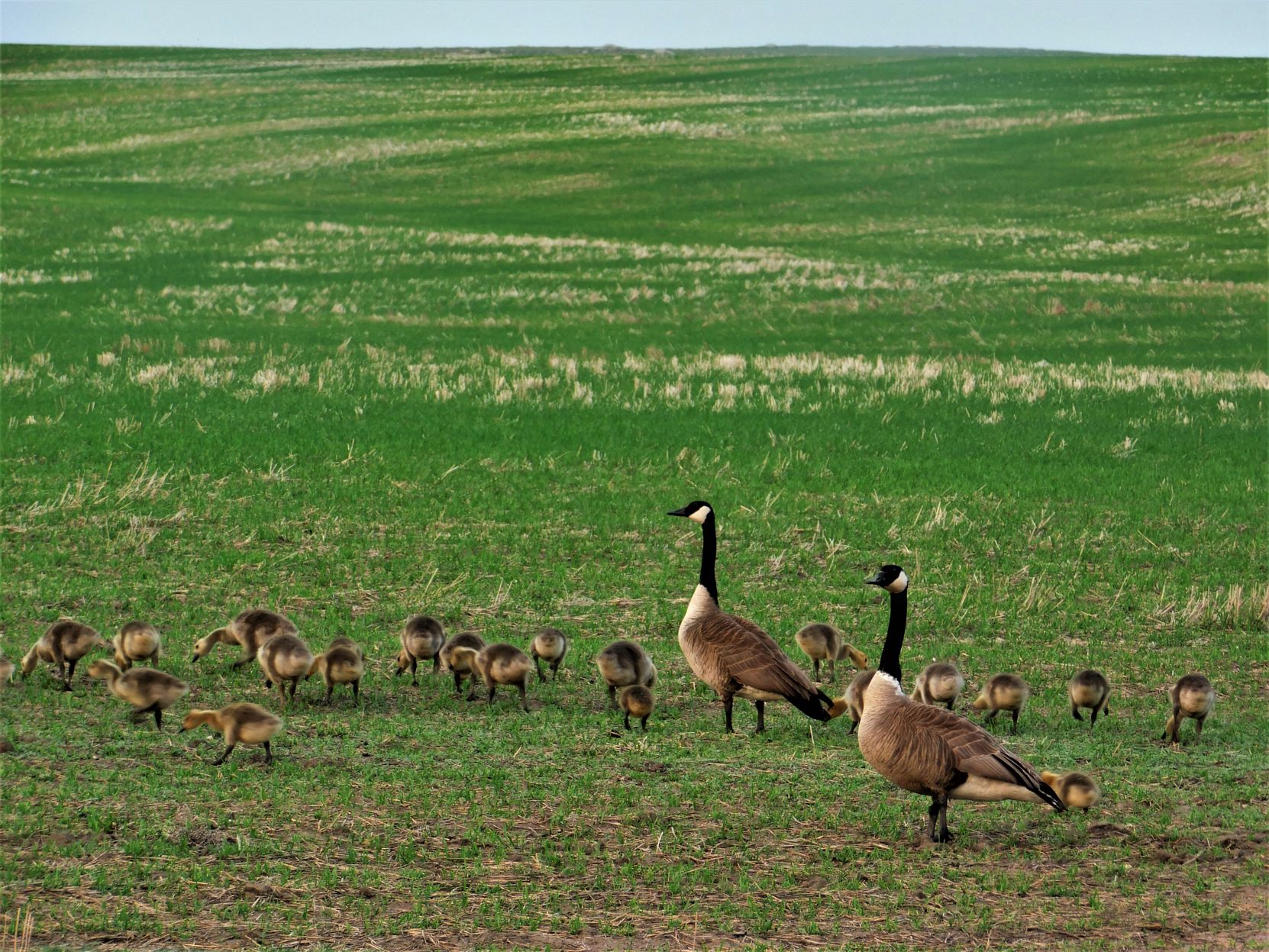 Out for an evening stroll